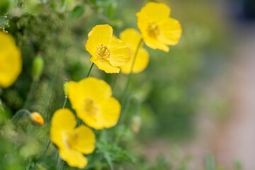 Bright yellow forest poppy with soft bokeh - Meconopsis cambrica