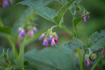 Beautiful pink purple flowers from a comfrey plant