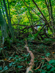 Footage of a German forest with branches and leaves