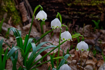 Marzenbecher, flowers in the forest