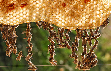 Bienen bauen Waben © Mario