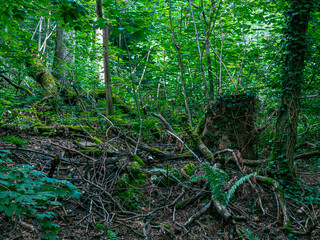 Footage of a German forest with branches and leaves