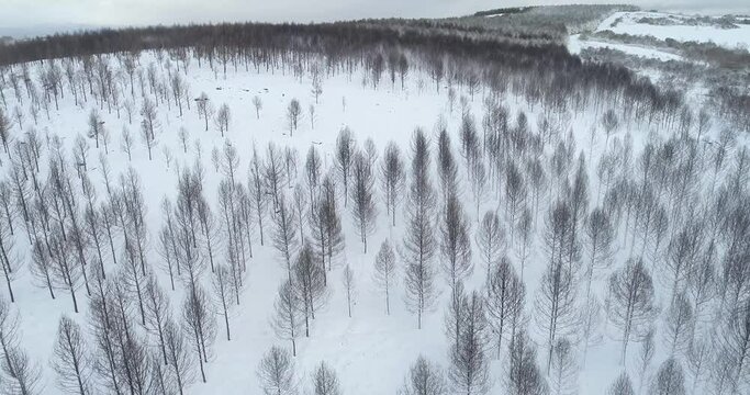 Aerial video with drone, pine forest burned by a forest fire covered with snow in winter.
