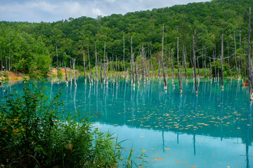 Shirogane blue pond, colour is thought to result from colloidal aluminium hydroxide in the water, Biei, Kamikawa Subprefecture, Hokkaido, Japan
