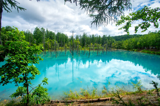 Shirogane blue pond, colour is thought to result from colloidal aluminium hydroxide in the water, Biei, Kamikawa Subprefecture, Hokkaido, Japan