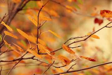Beautiful autumn nature background with yellow leaves on tree branches or berry bushes and blurry background with sunlight and bokeh, Autumnal colorful foliage in park or forest, fall backdrop