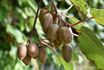 Kiwis mûrissant au jardin en automne