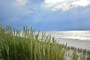 Fototapeta na wymiar grass on the beach