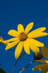 Yellow flowers of The Jerusalem artichoke (Helianthus tuberosus). Flowering sunroot, sunchoke, wild sunflower, topinambur or earth apple.