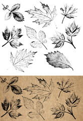 Collection of dry leaves with imprint effect on transparent background. An example of these leaves...