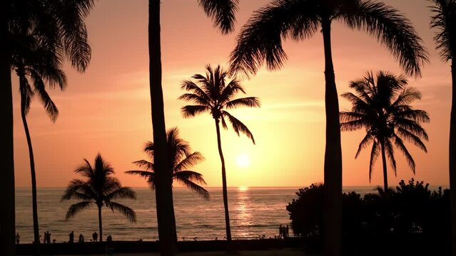 Silhouette of palm trees on beach at sunset time . Aerial wide view footage