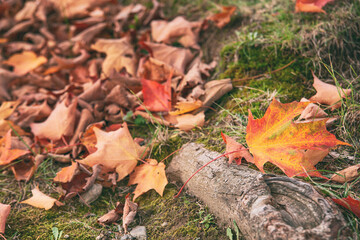 Closeup of fallen autumn maple tree leaves on the ground. 