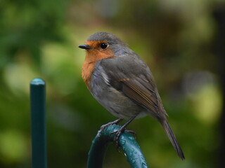 European Robin 