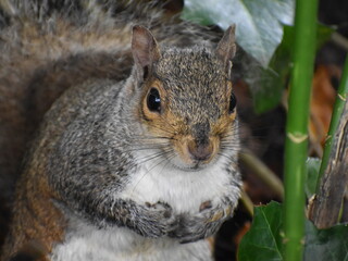 Grey squirrel 