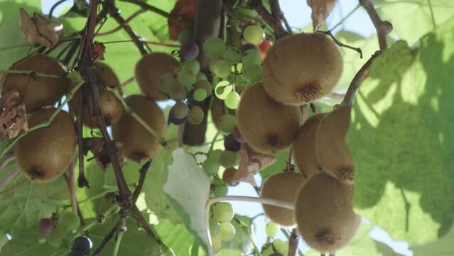 Close up o kiwi fruits and grape growing on woody vine in Georgia. Agriculture and harvest concept. Tasty sweet food
