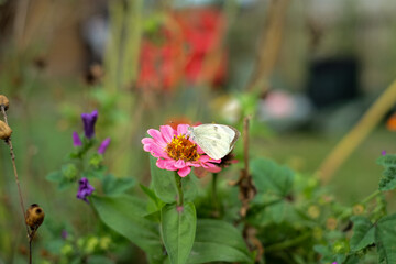 a butterfly on a pink flower