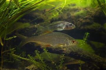 captive common roach and submissive Eurasian ruffe, wild freshwater fish, omnivore coldwater...