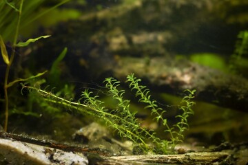 Canadian waterweed vegetation and spirogyra green algae in strong flow, scientific research of cosmopolitan coldwater species coexistence in European river biotope design aquarium, LED low light