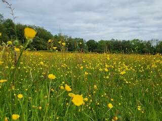 Buttercups in the fields 