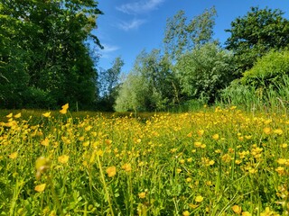 Buttercups in the field 