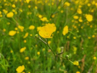 Buttercups in the fields 