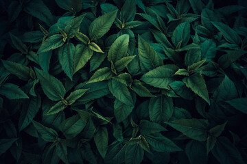 Green Jerusalem Artichoke leaves pattern - obrazy, fototapety, plakaty