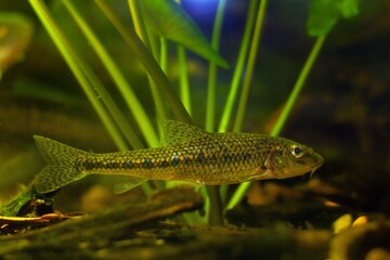 gudgeon swim to hide, clever tiny freshwater wild caught and domesticated fish in temperate river biotope aquarium, rich vegetation in European river biotope aquarium, relaxing aquadesign low light
