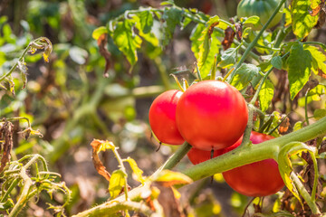 Red ripe tomatoes ripening on a green bush in the garden. Beautiful tomatoes ripen in summer