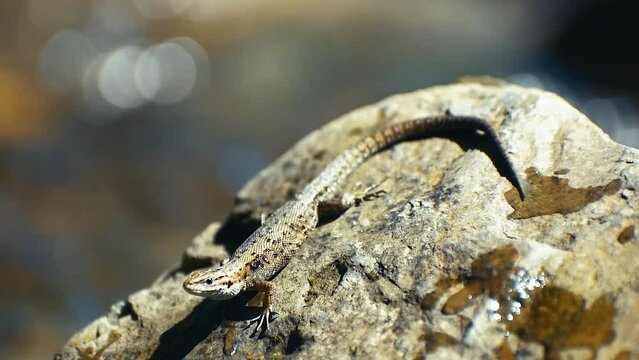 lizard on stones in the river
