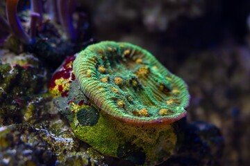 space invader chalice coral polyp on frag plug, strong current, fluorescent animal on live rock, demanding pet for experienced aquarist, in LED actinic blue low light, nano reef marine aquarium macro
