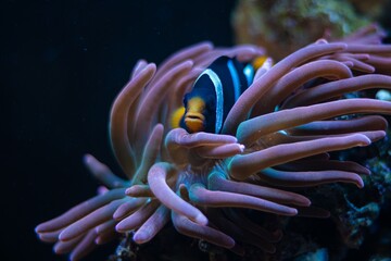 bubble tip anemone move poison tentacles in flow, coexist and protect fish, Clark's anemonefish hide in huge animal, live rock stone, reef marine aquarium for experienced, LED actinic blue low light