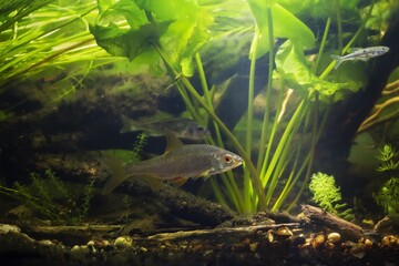 common roach and Eurasian ruffe in European river planted biotope aquarium, wild freshwater omnivore fish, LED low light mood, elodea and yellow water-lily aquatic plant vegetation, shallow dof
