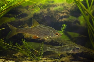 common roach and blurred Eurasian ruffe, wild freshwater fish, omnivore coldwater species, European...