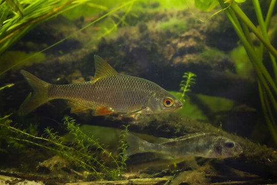 common roach and blurred Eurasian ruffe, wild freshwater fish, omnivore coldwater species, European river planted biotope aquarium, LED low light mood, elodea aquatic plant, shallow dof background