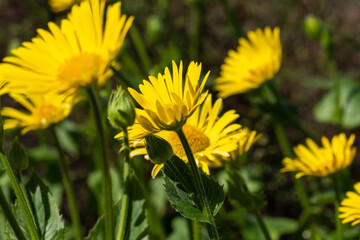 Bright yellow daisies with dark green leaves in the flowerbed. Flower background in sunny summer day. Copy space. Background for affirmations and quotes.