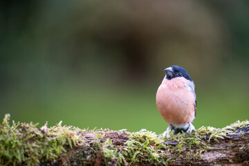 Bullfinch, male adult (Pyrrhula pyrrhula) perched on a mossy log - Yorkshire, UK in September