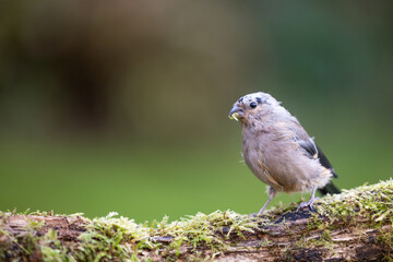 Obraz premium Moulting,female Bullfinch (Pyrrhula pyrrhula) perched on a stone with greenery in beak - Yorkshire, UK in September