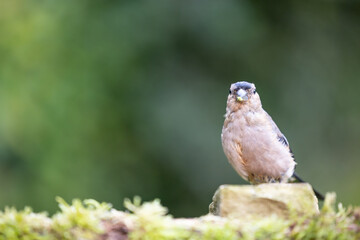 Young female Bullfinch (Pyrrhula pyrrhula) perched on a stone with greenery in beak - Yorkshire, UK in September