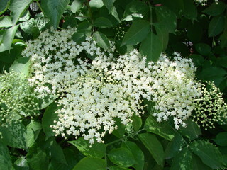 Sambucus canadensis Elderberry European Black Elderberry Common