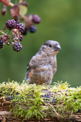 Moulting young Bullfinch male (Pyrrhula pyrrhula) perched on a log eating blackberries - Yorkshire, UK in Autumn