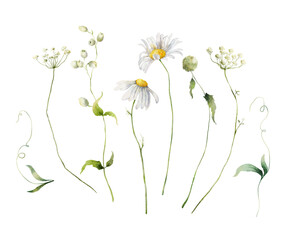 Watercolor meadow flowers set of chamomile and greenery. Hand painted floral illustration isolated on white background. For design, print, fabric or background.