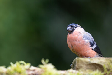 Adult Male Eurasian Bullfinch (Pyrrhula pyrrhula) on a stone - Yorkshire, UK in Autumn