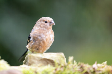 Juvenile Eurasian Bullfinch (Pyrrhula pyrrhula) perched on a stone - Yorkshire, UK in Autumn