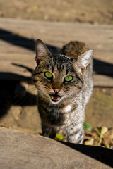 gray wild cat, cat posing , green-eyed cat