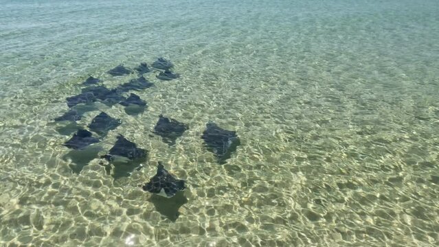 Fever of Rays Swimming along the Gulf Coast at Pensacola Beach, Florida
