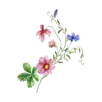 Watercolor meadow flowers bouquet of pink clover and violet flowers. Hand painted floral illustration isolated on white background. For design, print, fabric or background.