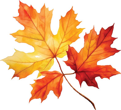 Autumn red and yellow leaves in watercolor style, isolated on white background, fall leaves illustration vector, fall leaves isolated