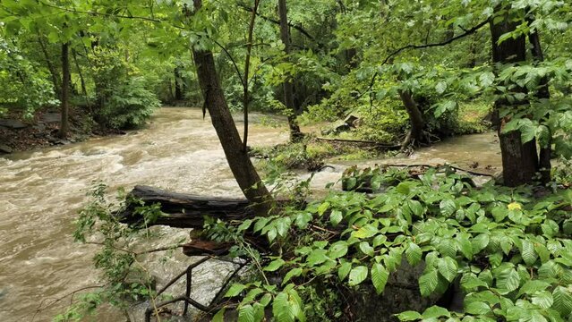 Water flows in the forest after a long rain.