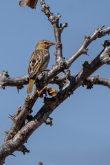 bird on a branch