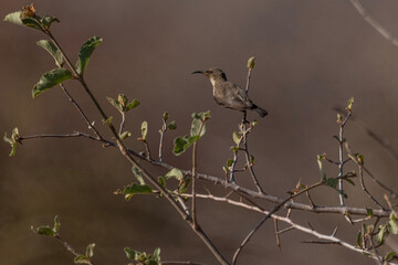 blackbird on a branch